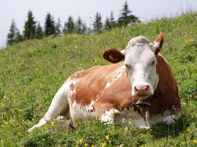 反芻動物生物學